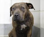 Small American Staffordshire Terrier Mix