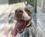 Small #3 American Staffordshire Terrier Mix