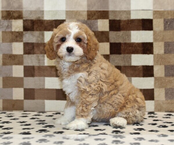 Medium Photo #4 Bernedoodle (Miniature)-Cavapoo (Miniature) Mix Puppy For Sale in DENVER, PA, USA
