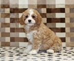 Small #3 Bernedoodle (Miniature)-Cavapoo (Miniature) Mix
