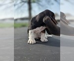 Small Photo #15 Basset Hound Puppy For Sale in GREENLEAF, WI, USA
