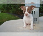 Small Photo #3 Chihuahua Puppy For Sale in HONEY BROOK, PA, USA