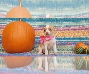 Chihuahua Puppy for sale in LANCASTER, PA, USA