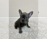 Small Photo #1 French Bulldog Puppy For Sale in CHARLESTON, SC, USA