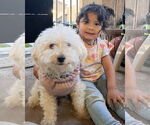 Small #2 Poodle (Miniature) Mix