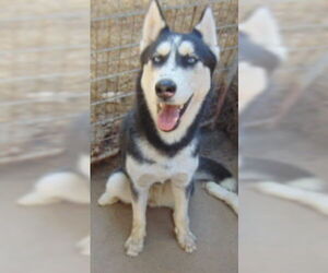 Siberian Husky-Unknown Mix Dogs for adoption in Pacific grove , CA, USA