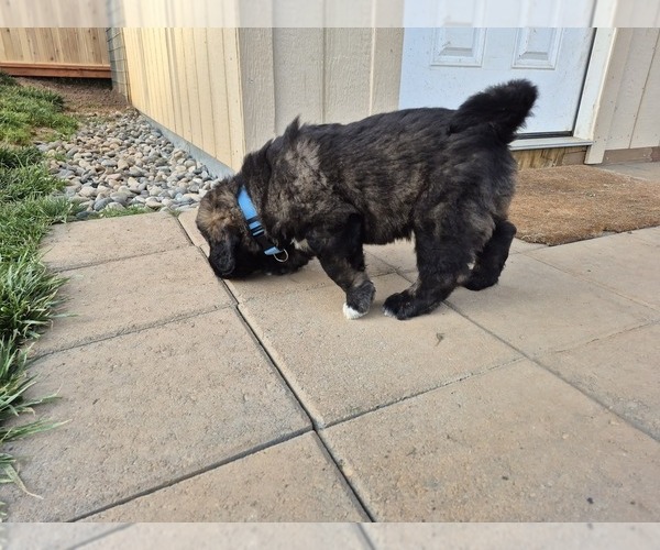 Medium Photo #2 Caucasian Shepherd Dog Puppy For Sale in NORTH PLAINS, OR, USA