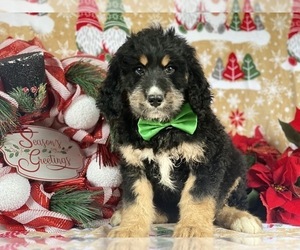 Bernedoodle Puppy for sale in LANCASTER, PA, USA