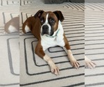 Small #7 Boxer