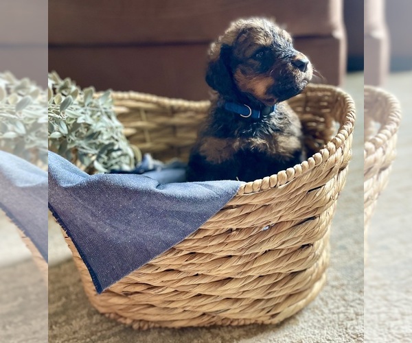 Medium Photo #21 Bernedoodle Puppy For Sale in BUFFALO, MO, USA