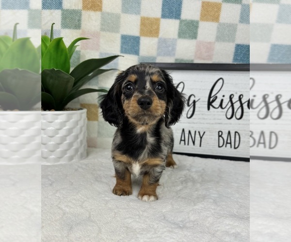 Medium Photo #2 Dachshund Puppy For Sale in FRANKLIN, IN, USA