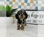 Small #1 Dachshund