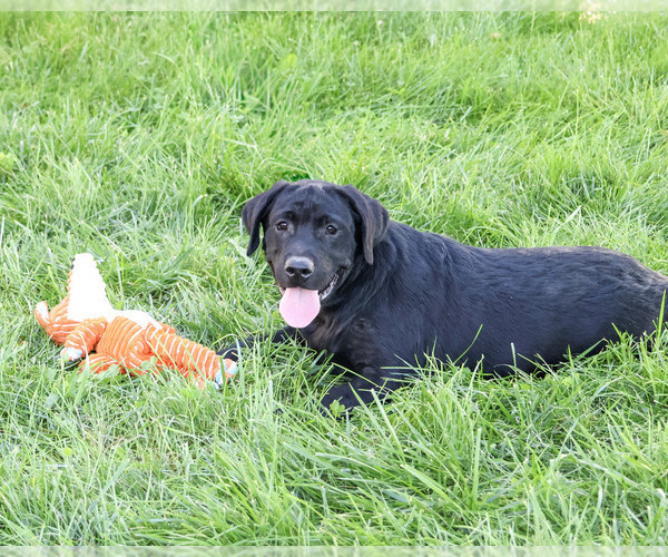 Medium Photo #4 Labrador Retriever Puppy For Sale in SYRACUSE, IN, USA