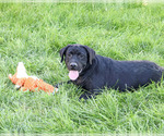 Shawn - Male Labrador Retriever Puppy for Sale - Photo #4