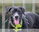 Small Labrador Retriever Mix