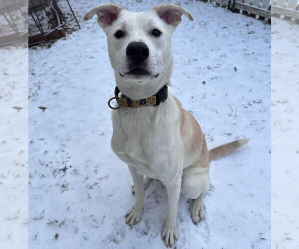 Medium Photo #14 Huskies -Labrador Retriever Mix Puppy For Sale in Brooklyn Center, MN, USA