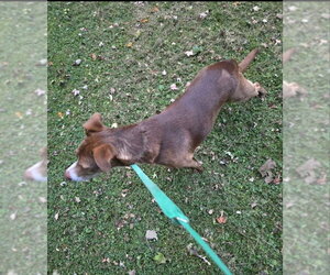 Scooby-Doo - Male Mutt Dog for Adoption - Photo #7