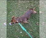 Small Photo #7 Mutt Puppy For Sale in Winston Salem, NC, USA