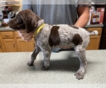Small Photo #16 German Shorthaired Pointer Puppy For Sale in ALBEMARLE, NC, USA