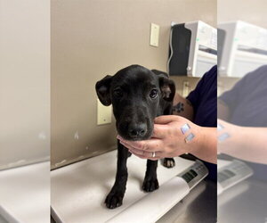 Labrador Retriever Dogs for adoption in Conroe, TX, USA