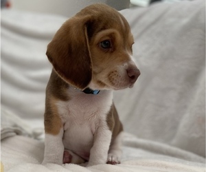 Beagle Puppy for sale in OAKDALE, CA, USA