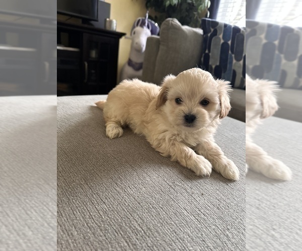 Medium Photo #10 Maltipoo Puppy For Sale in ALEXANDRIA, VA, USA