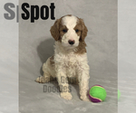 Small Photo #9 Goldendoodle Puppy For Sale in HOMEDALE, ID, USA