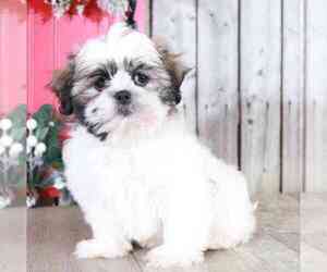 ShihPoo Puppy for sale in MOUNT VERNON, OH, USA