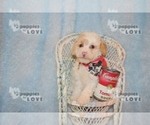 Small Photo #8 Poodle (Toy) Puppy For Sale in SANGER, TX, USA