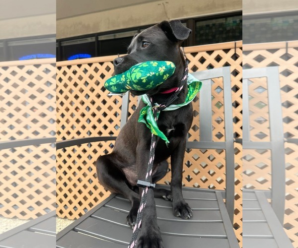 Medium Photo #5 Mutt Puppy For Sale in Germantown, OH, USA