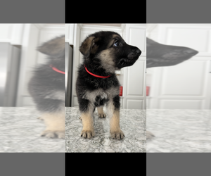 German Shepherd Dog Puppy for Sale in CARTHAGE, New York USA