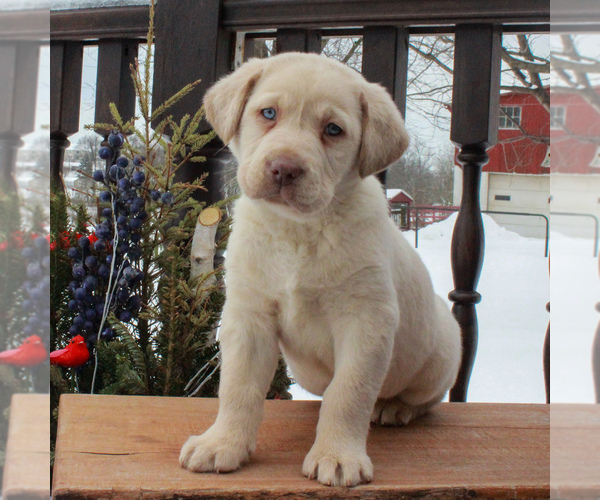 Medium Photo #4 Labrador Retriever Puppy For Sale in MYERSTOWN, PA, USA