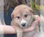 Small #2 Great Pyrenees Mix