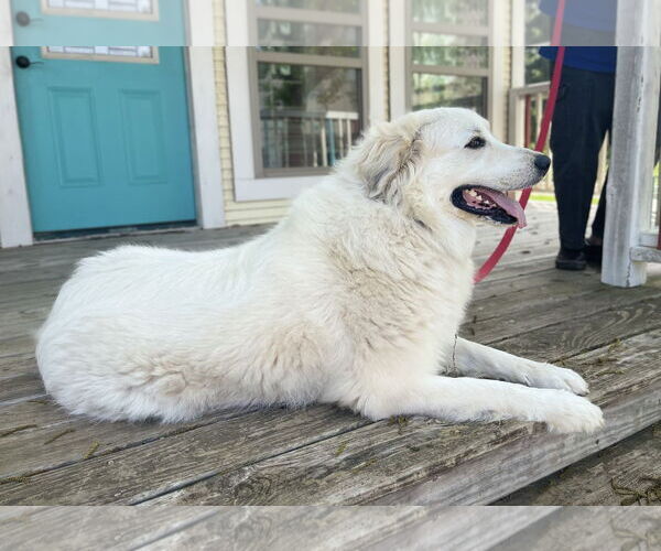 Medium Photo #4 Labrenees Puppy For Sale in Rockaway, NJ, USA