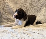 Small #1 English Springer Spaniel