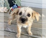 Small #2 Morkie