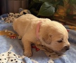 Puppy Puppy 4 Pink Golden Retriever