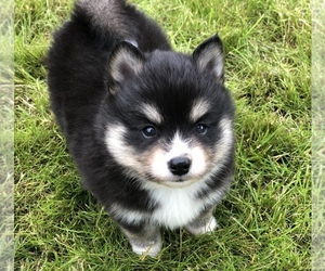 Pomsky Puppy for sale in LEBANON, OR, USA