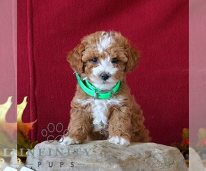 Cavapoo Puppy for sale in GORDONVILLE, PA, USA