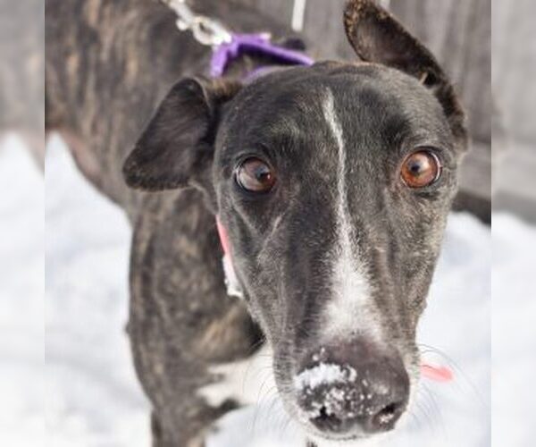 Medium Photo #1 Greyhound Puppy For Sale in Grandville, MI, USA