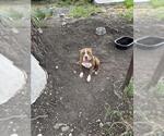 Small American Staffordshire Terrier Mix