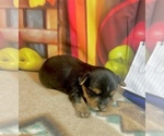 Small #2 Yorkshire Terrier