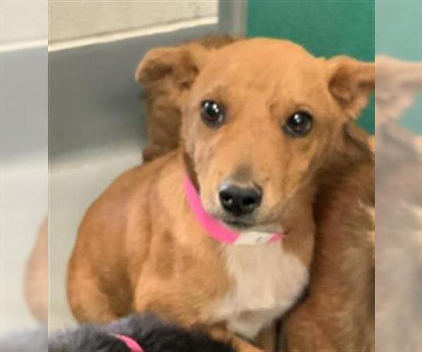 Medium Photo #1 German Shepherd Dog-Unknown Mix Puppy For Sale in Visalia, CA, USA