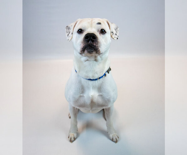 Medium Photo #4 Bulldog-Unknown Mix Puppy For Sale in Kennesaw, GA, USA