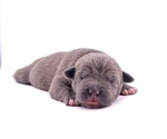 Small Photo #2 American Bully Puppy For Sale in VIDOR, TX, USA
