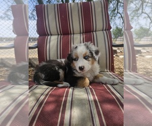 Australian Shepherd Puppy for sale in PHOENIX, AZ, USA
