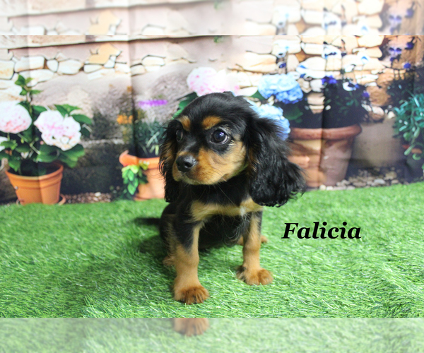Medium Photo #14 Cavalier King Charles Spaniel Puppy For Sale in CHANUTE, KS, USA