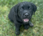 Puppy Rhodes Labrador Retriever