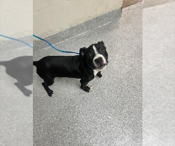 Medium Photo #1 American Pit Bull Terrier-Unknown Mix Puppy For Sale in Pasadena, TX, USA