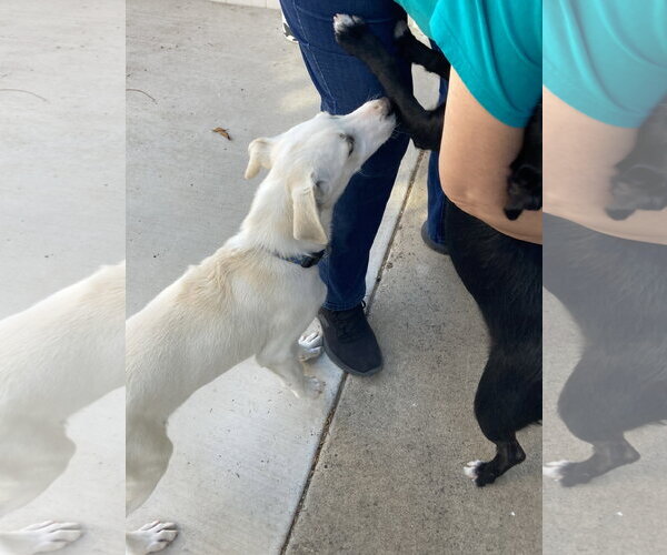 Medium Photo #4 Labrador Retriever-Unknown Mix Puppy For Sale in San Diego, CA, USA